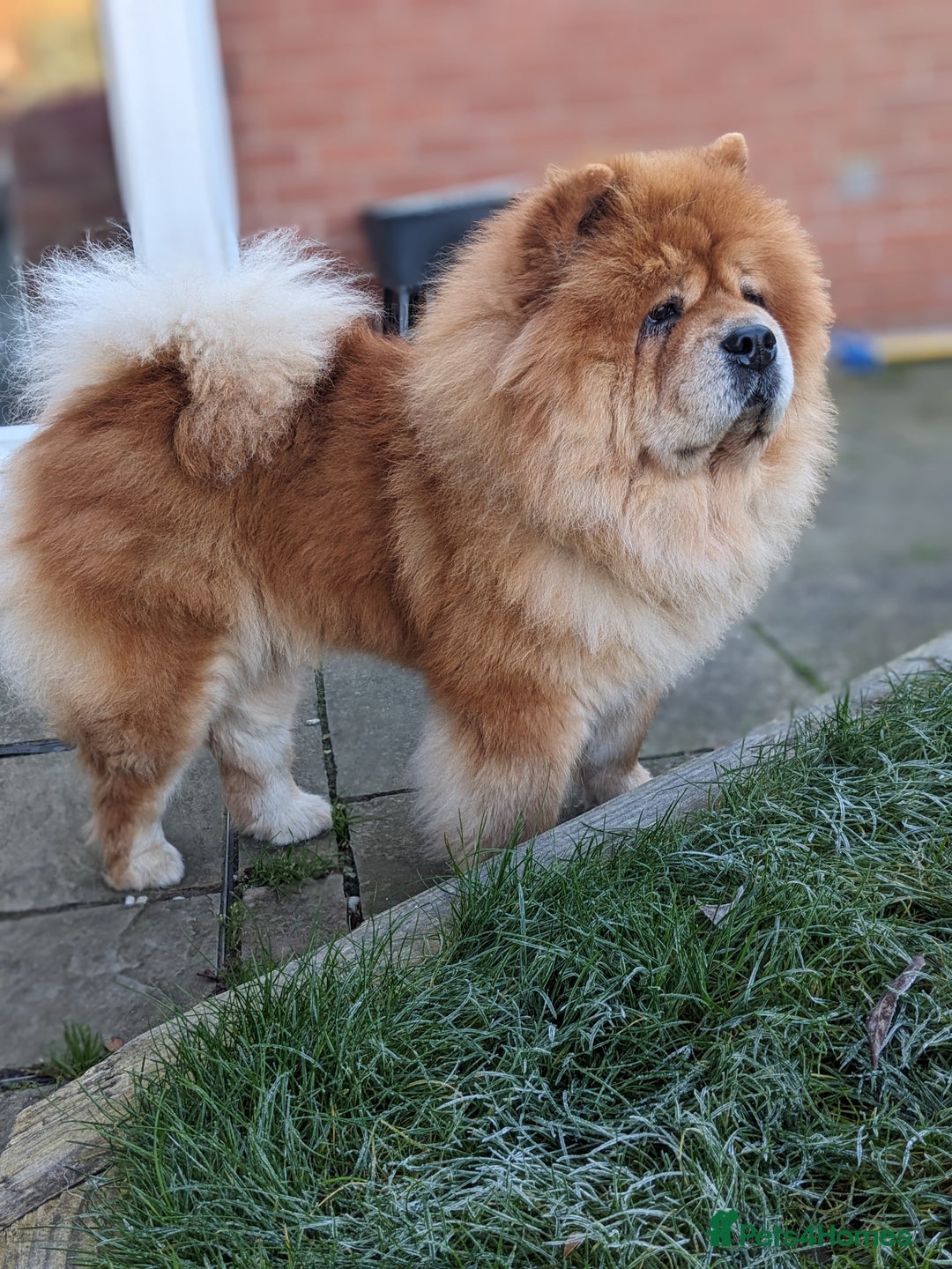 Chow Chow dogs for sale: 5 year old Female Chow Chow for Rehoming - Advert 3
