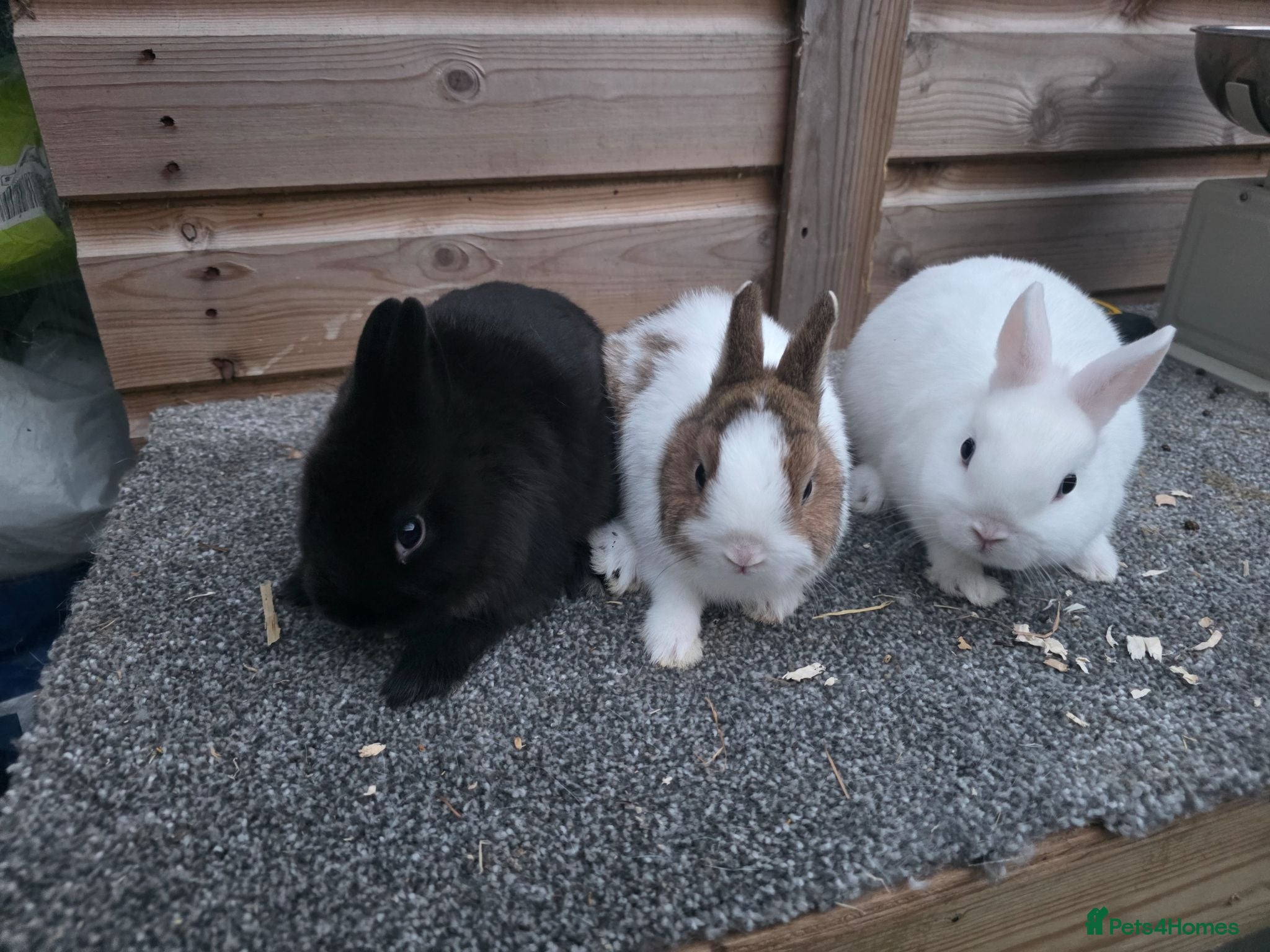 Netherland Dwarf rabbits Netherland Dwarf kits siamese sable,white, vienna  - Advert 1