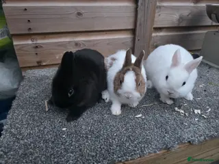 Netherland Dwarf rabbits Netherland Dwarf kits siamese sable,white, vienna - Advert 1