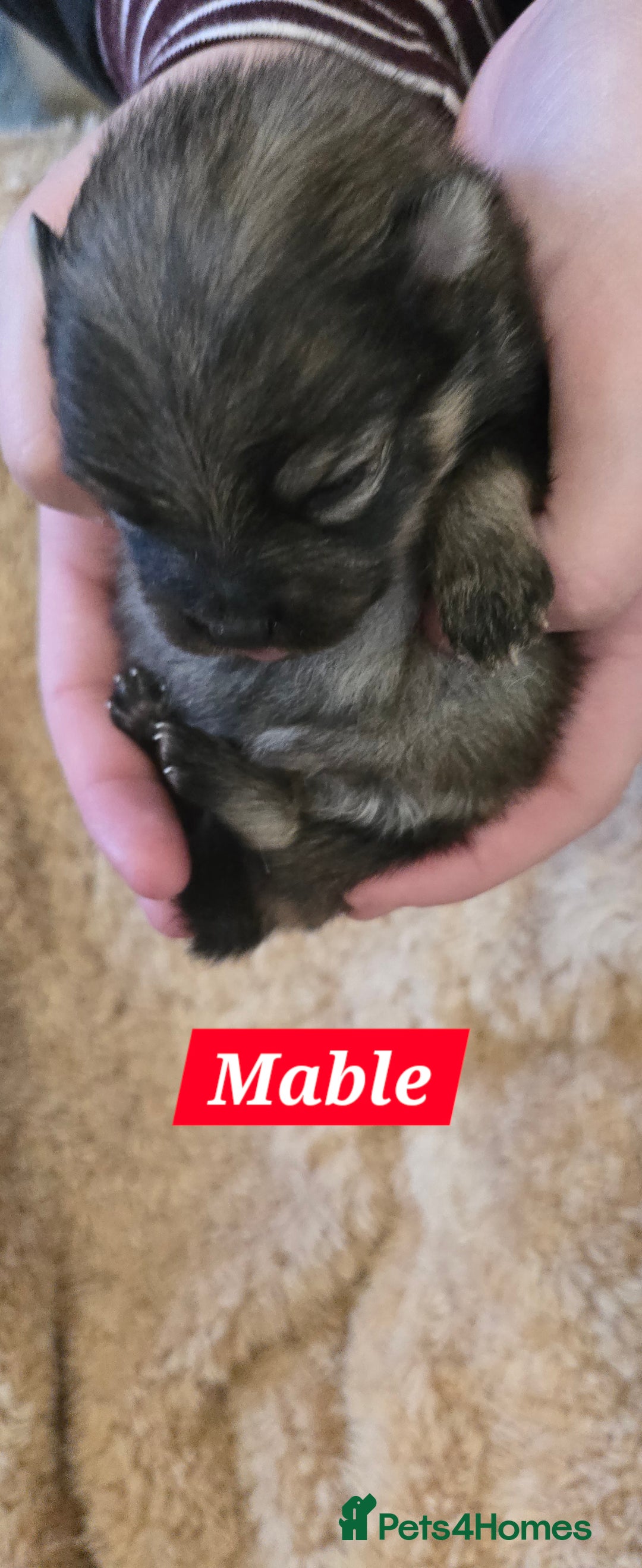 Pomeranian dogs for sale: Pretty Pomeranians  - Advert 15