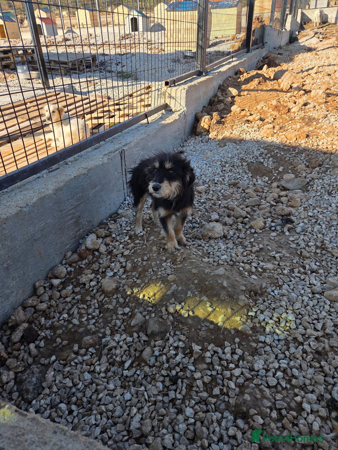 Mixed Breed dogs for adoption: Terrier Mix, 1 year Old Leyla is Ready for Adopt - Advert 6