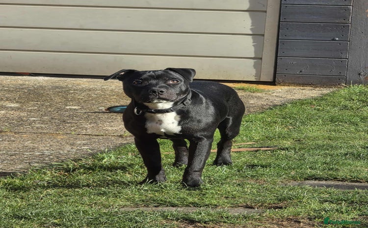 Staffordshire Bull Terrier dogs - Advert 3