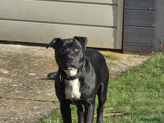 Staffordshire Bull Terrier dogs - Advert 25