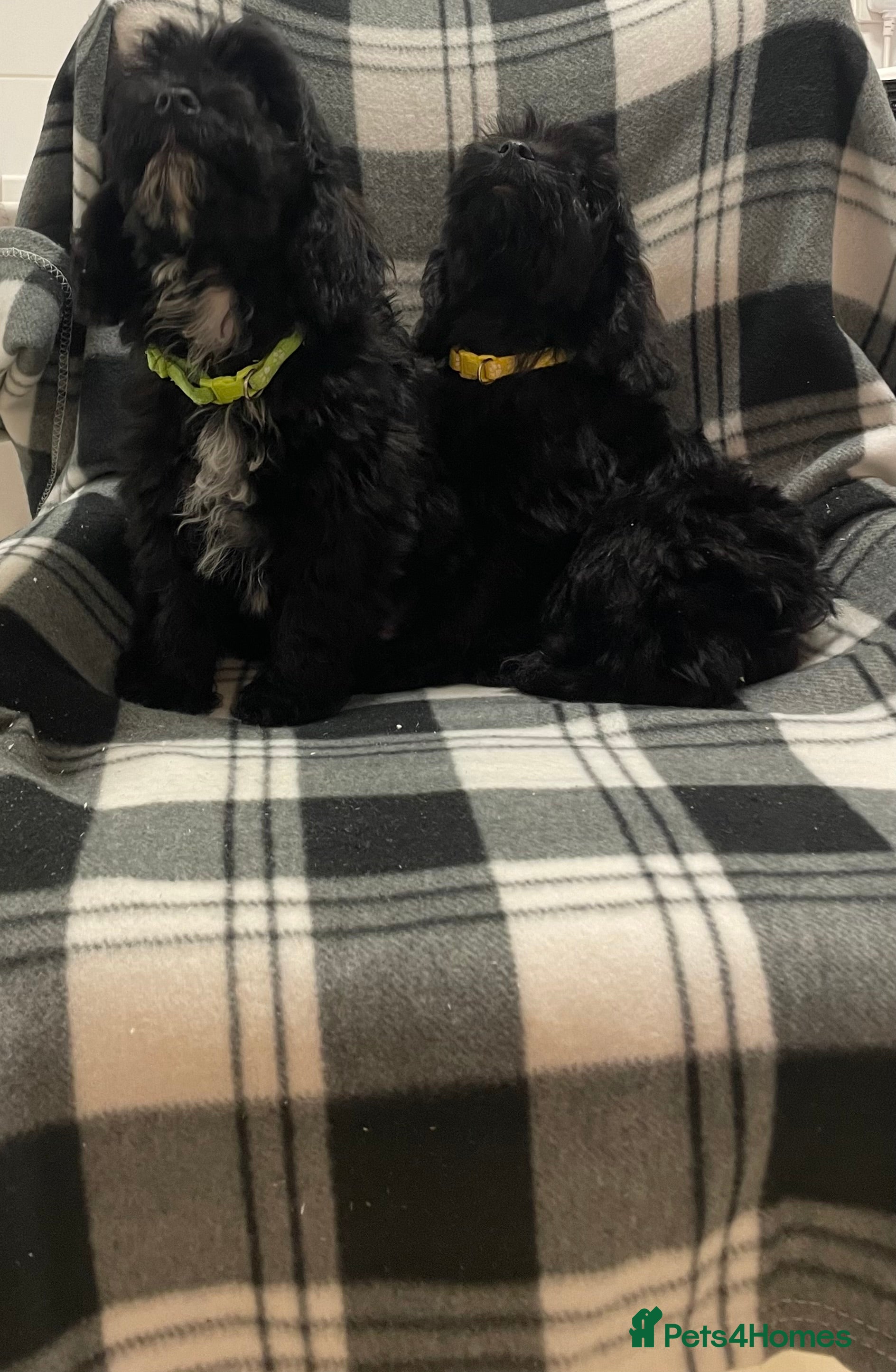 Cockapoo dogs 💙fully vaccinated beautiful boys ready now💙 - Advert 4