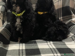 Cockapoo dogs 💙fully vaccinated beautiful boys ready now💙 - Advert 17