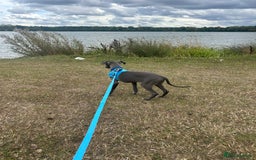 Italian Greyhound dogs for sale: Last blue boy kc reg ready now fully vaccinated  - Image 26