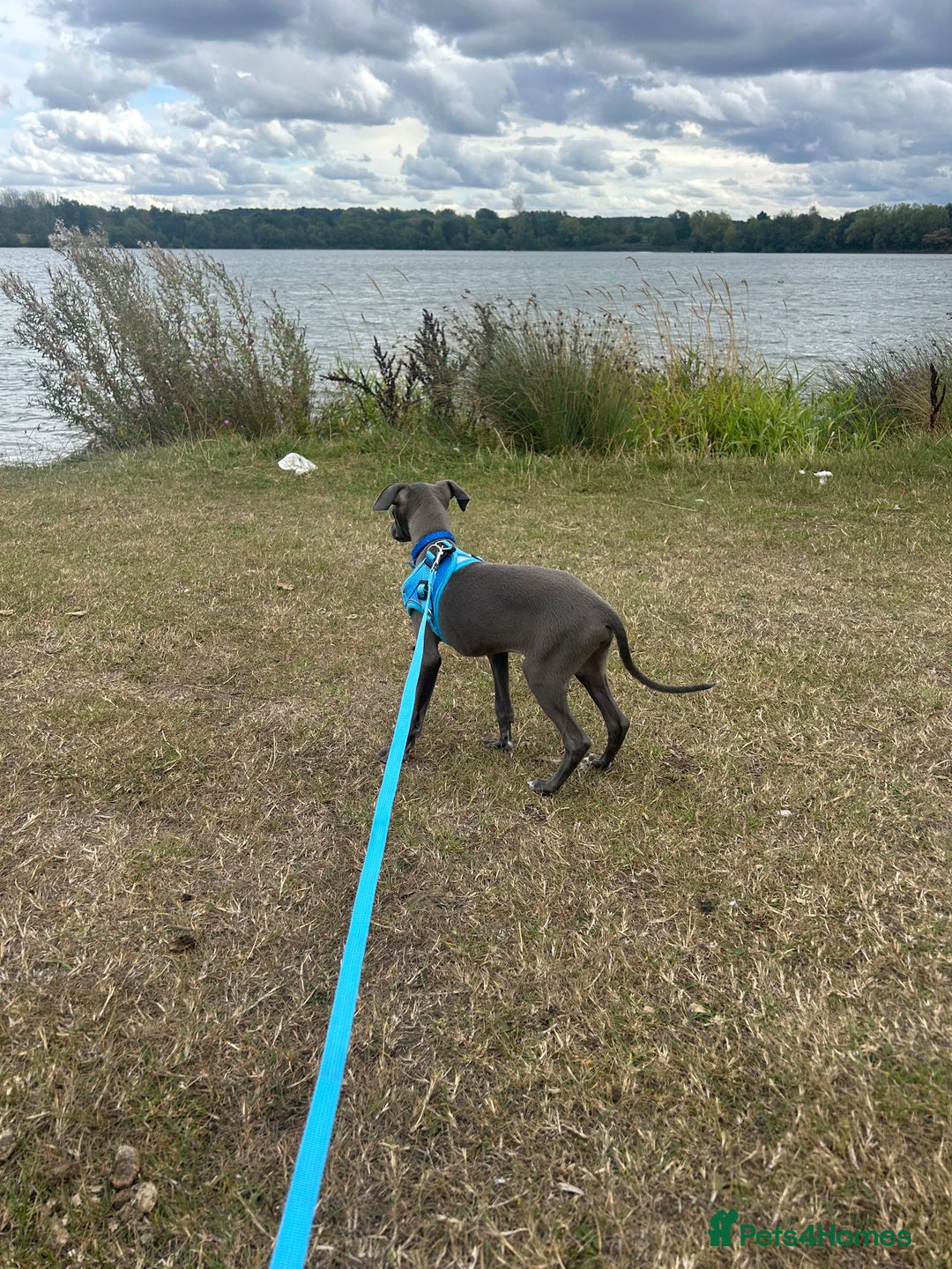 Italian Greyhound dogs for sale: Last blue boy kc reg ready now fully vaccinated  - Image 26