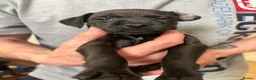 Patterdale Terrier dogs for sale: Patterdale Puppies in Colne - Advert 6