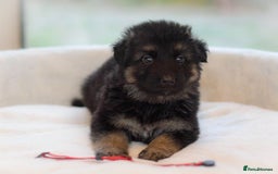 German Shepherd dogs for sale: 5 Generation KC - straight backed GSD puppies  - Image 27