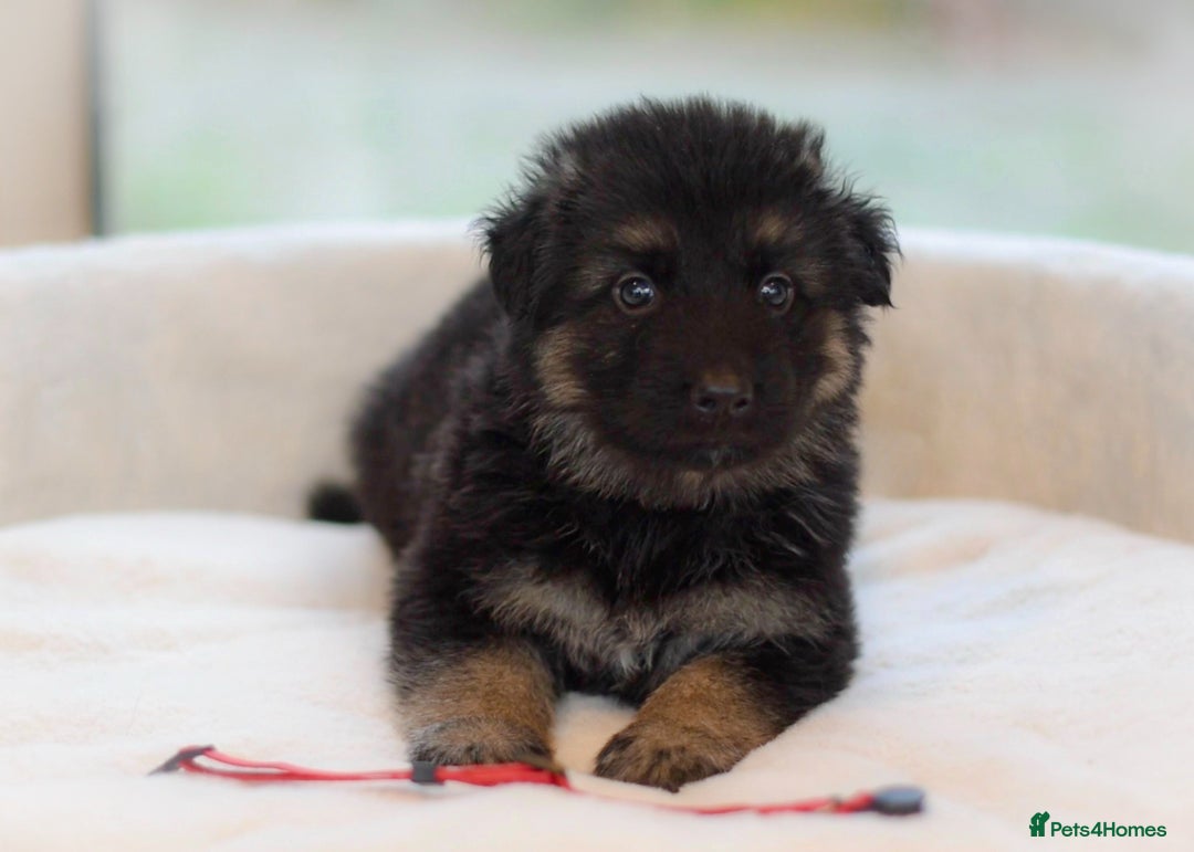 German Shepherd dogs for sale: 5 Generation KC - straight backed GSD puppies  - Image 27