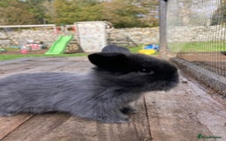 Netherland Dwarf rabbits for sale: Beautiful netherland dawf lop bunnies  - Image 4
