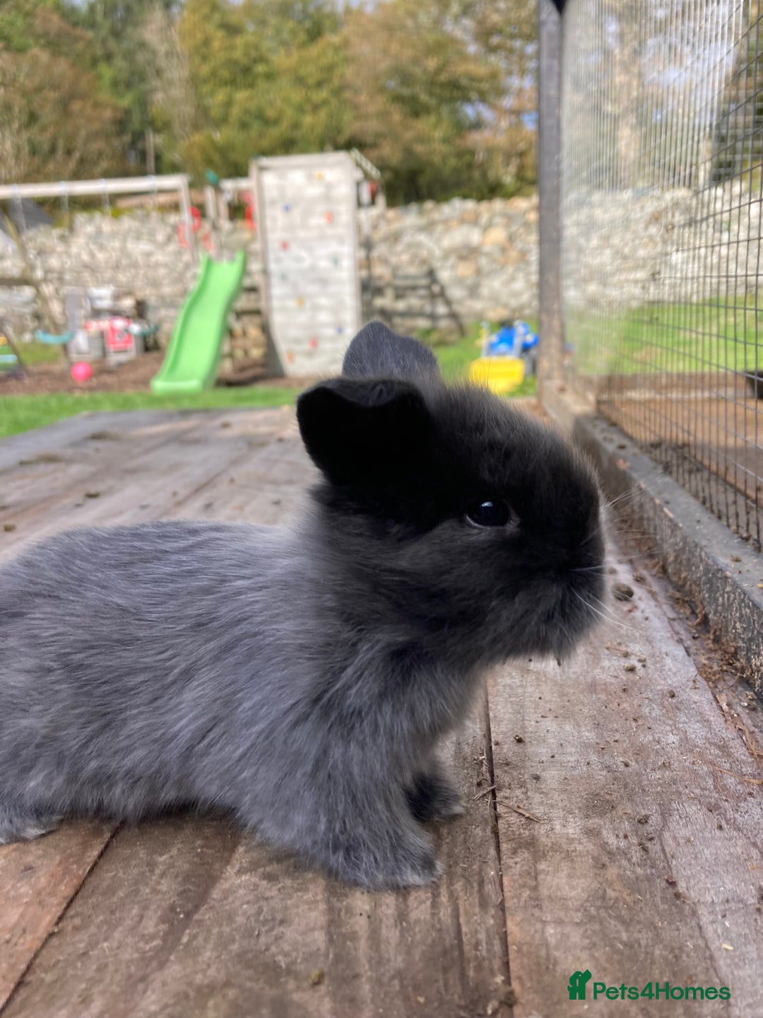 Netherland Dwarf rabbits for sale: Beautiful netherland dawf lop bunnies  - Image 4