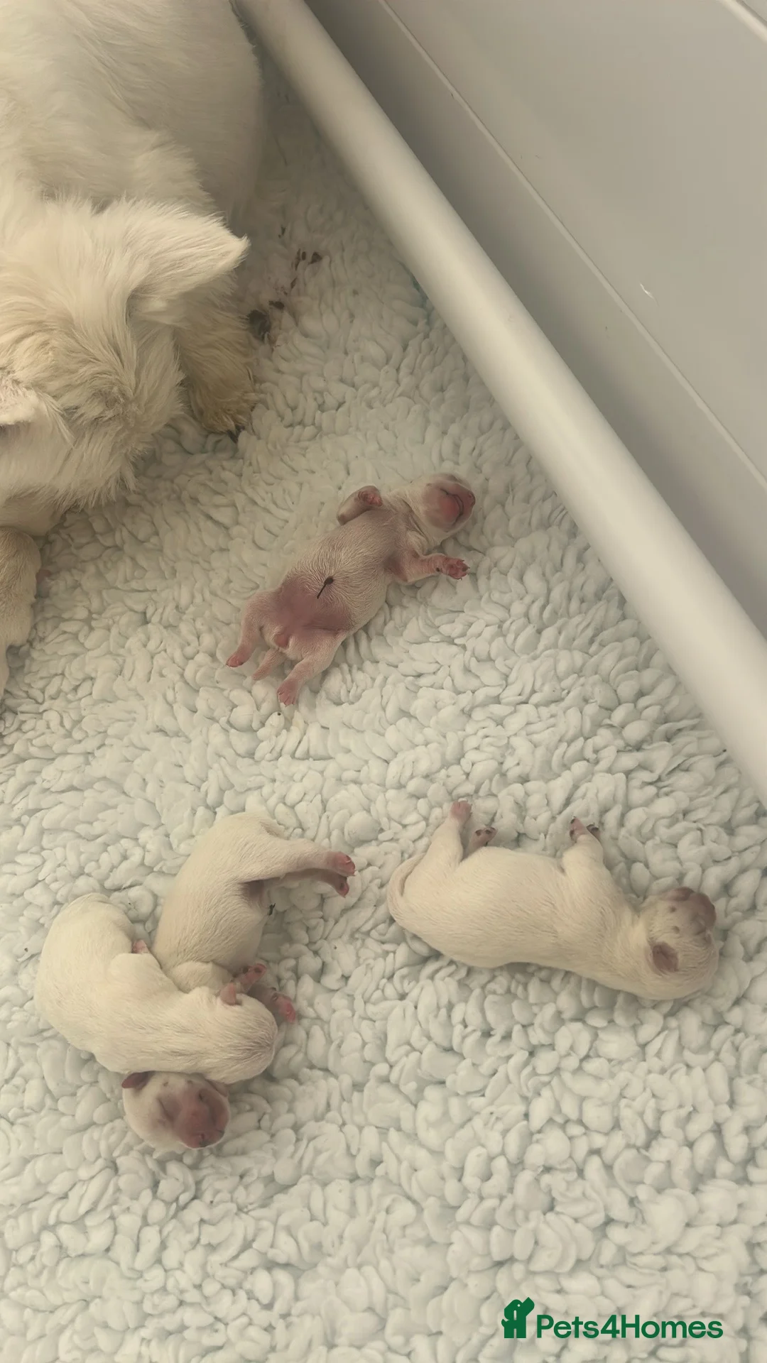 West Highland Terrier dogs for sale: West highland terrier puppies 🐾 - Advert 9