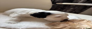 Cockapoo 4- white boy with unique black ears