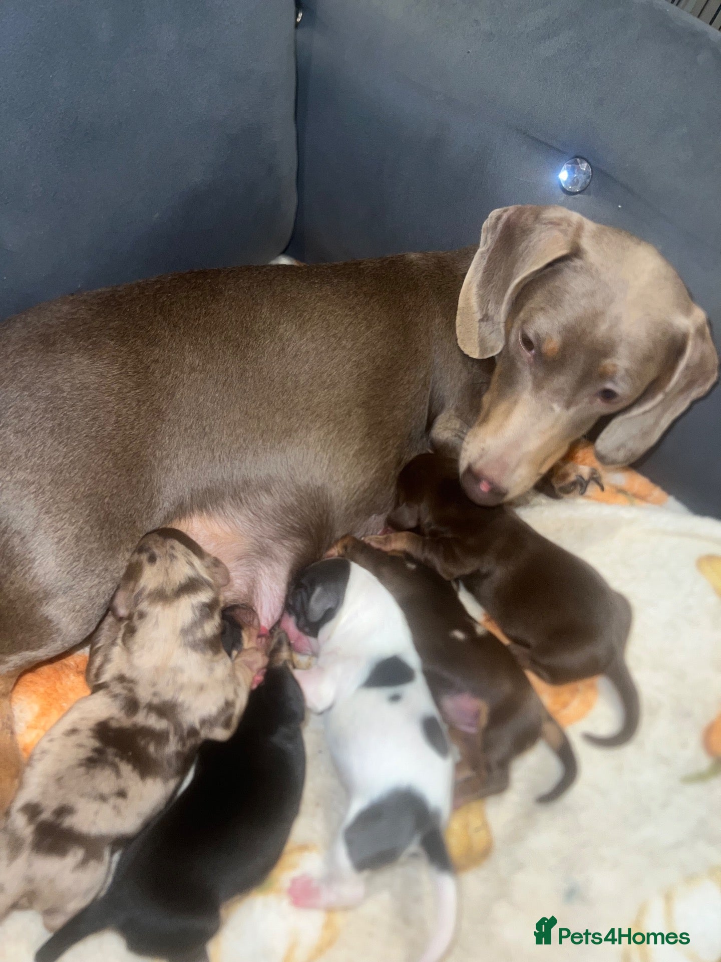 Miniature Dachshund dogs MINIATURE DACHSHUND PUPPIES - Advert 2
