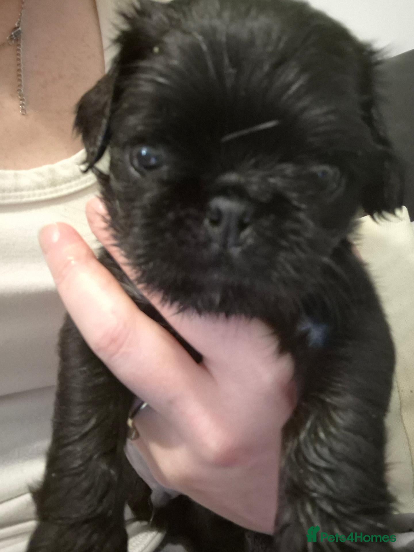 Pug dogs Long haired Pug puppies - Advert 20
