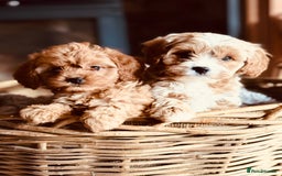 Cavapoo dogs for sale: Outstanding F1 Cavapoo Pups - Image 1