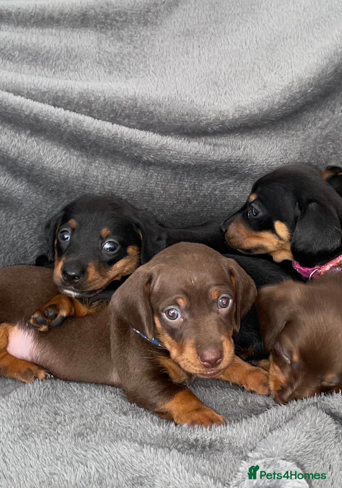 Miniature Dachshund dogs Miniature dachshund  - Advert 7