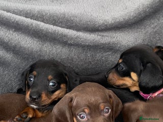 Miniature Dachshund dogs Miniature dachshund - Advert 4