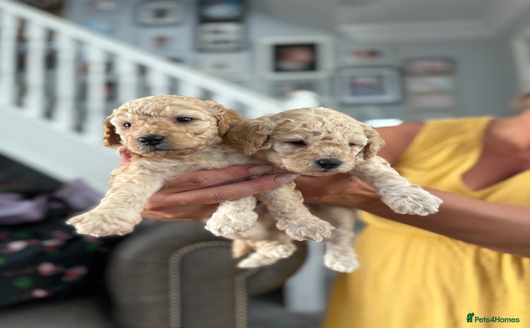 Toy Poodle dogs - Advert 14