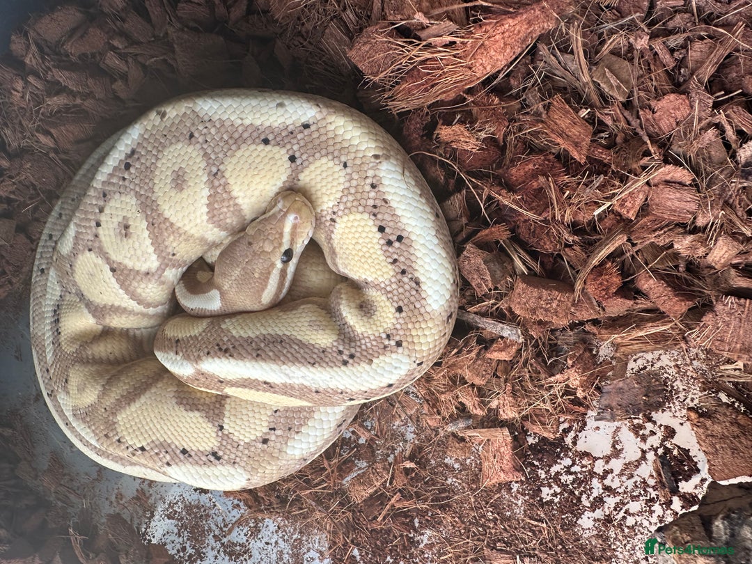 Python Snake reptiles for sale: 5 royal pythons - Image 1