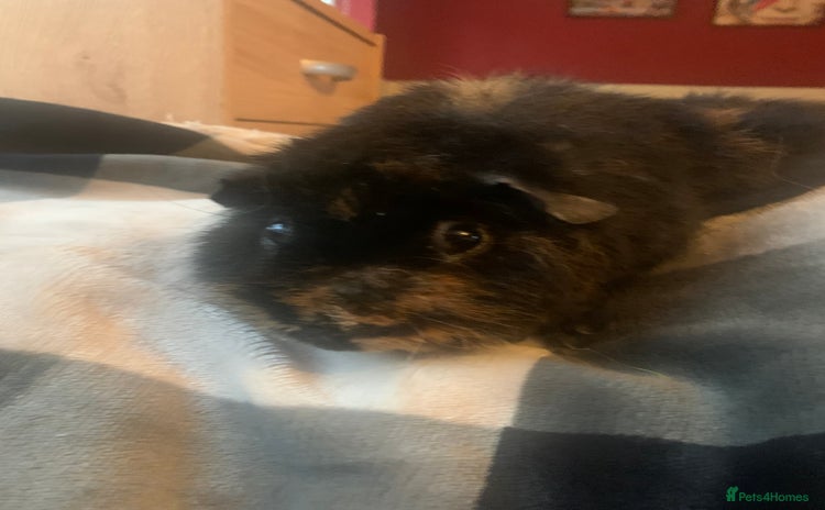 Guinea Pig rodents - Advert 1