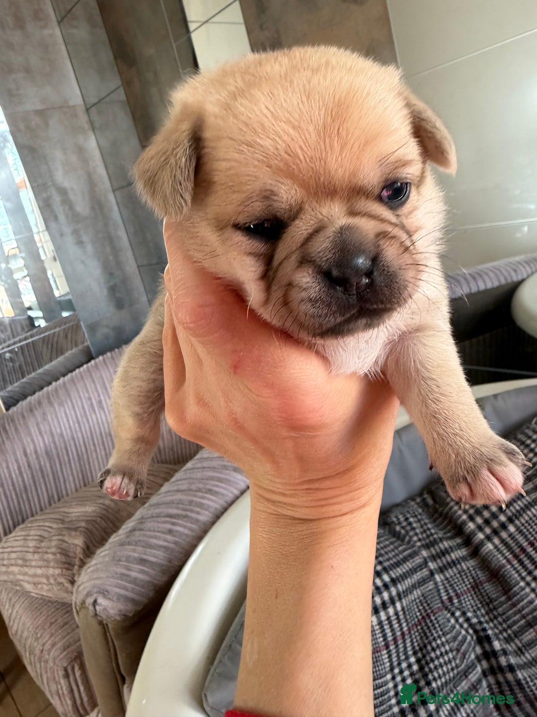Mixed Breed dogs for sale: Adorable Pug x Pomeranian Puppies  - Image 5