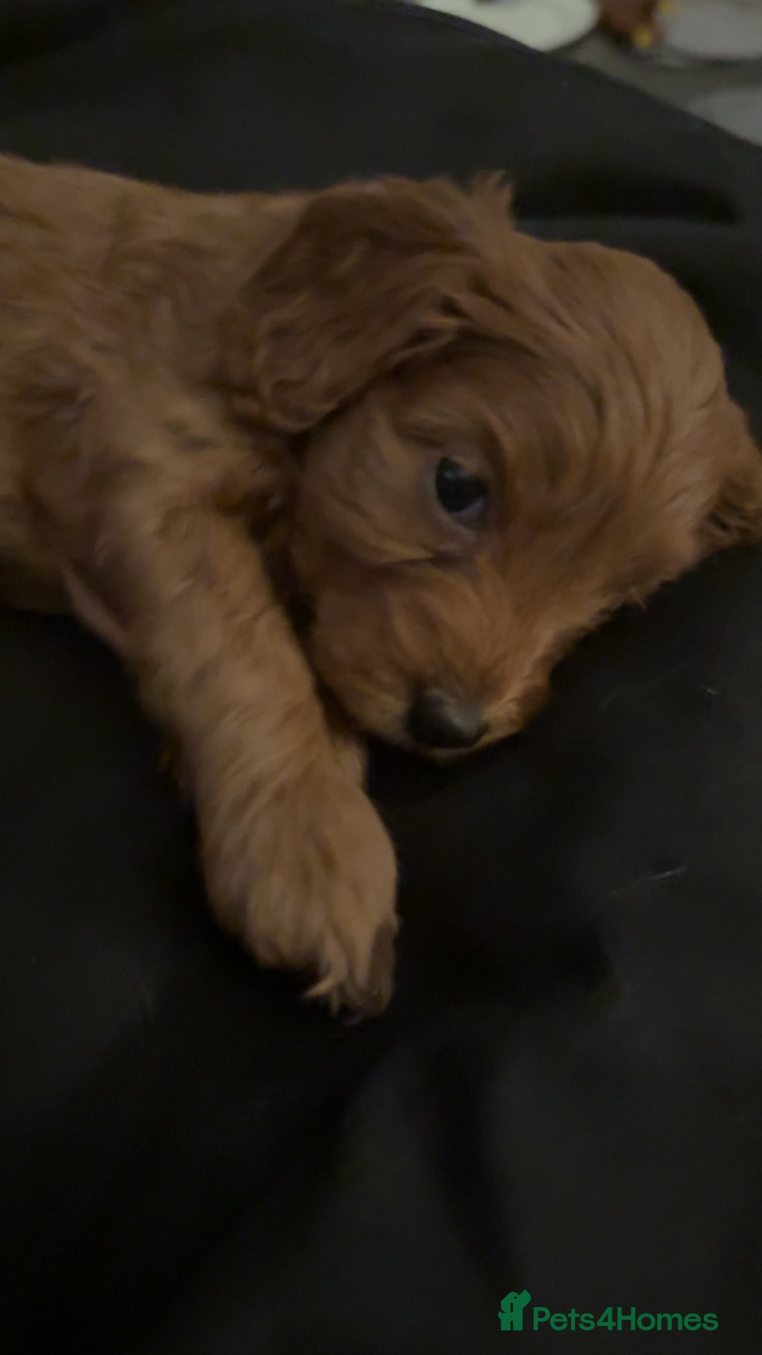 Cockapoo dogs for sale: Cockapoo F1 - Advert 7