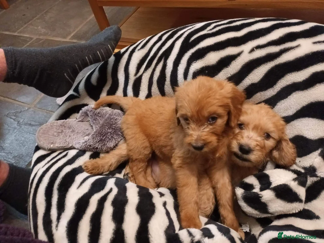 Goldendoodle dogs for stud: Gorgeous F1 Goldendoodle for Stud in Derby - Advert 23