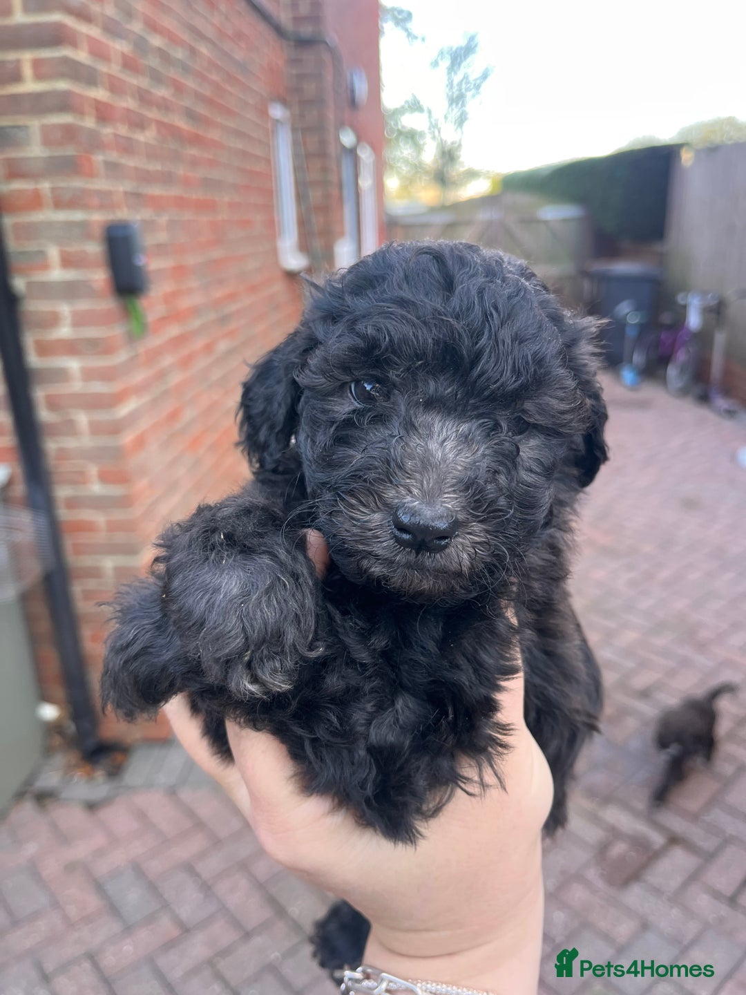 Australian Labradoodle dogs for sale: Home raised, DNA tested, Australian Labradoodles - Advert 14