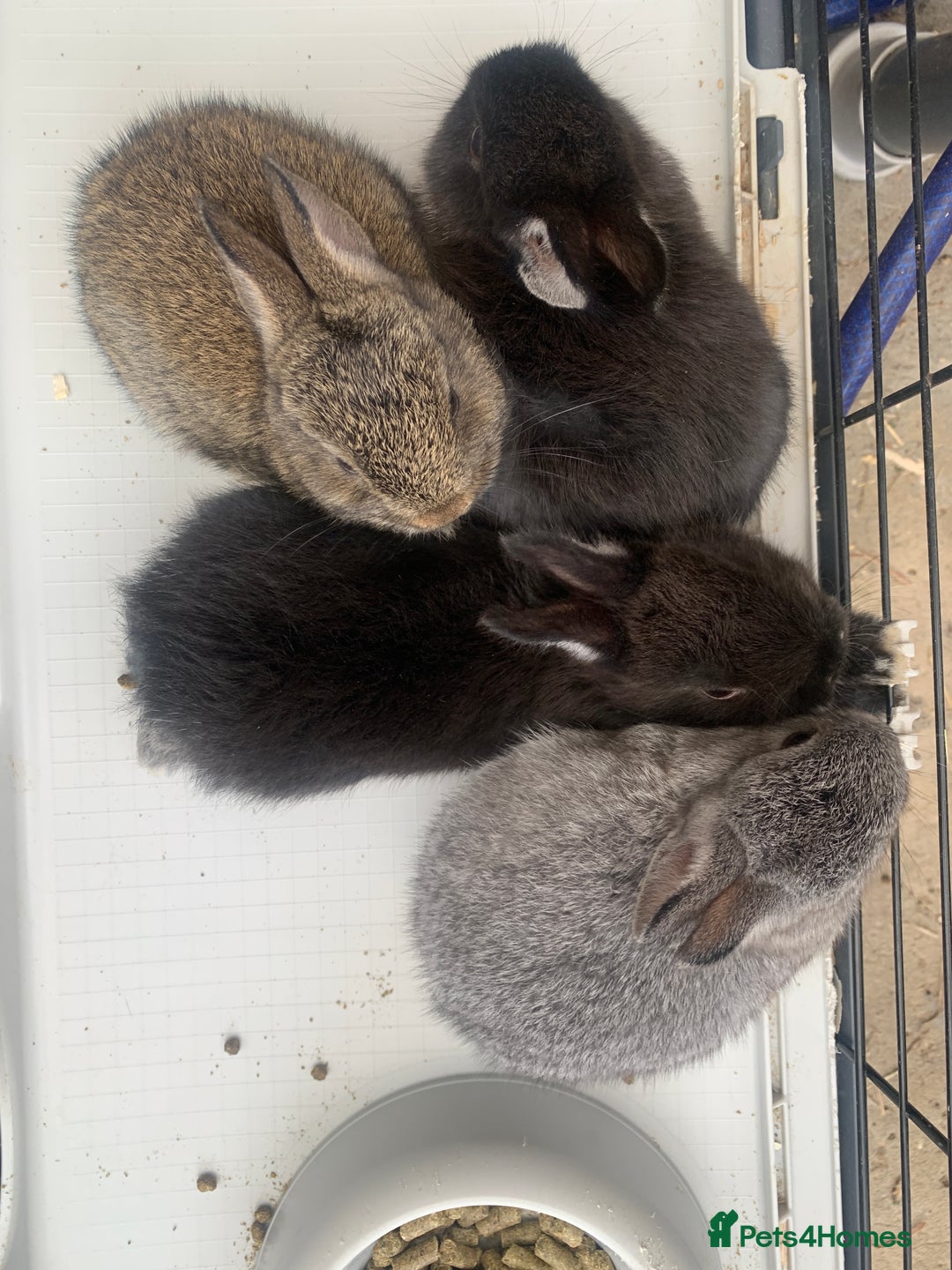 Netherland Dwarf rabbits for sale: Gorgeous Netherland Dwarf Rabbits - Available now - Image 4