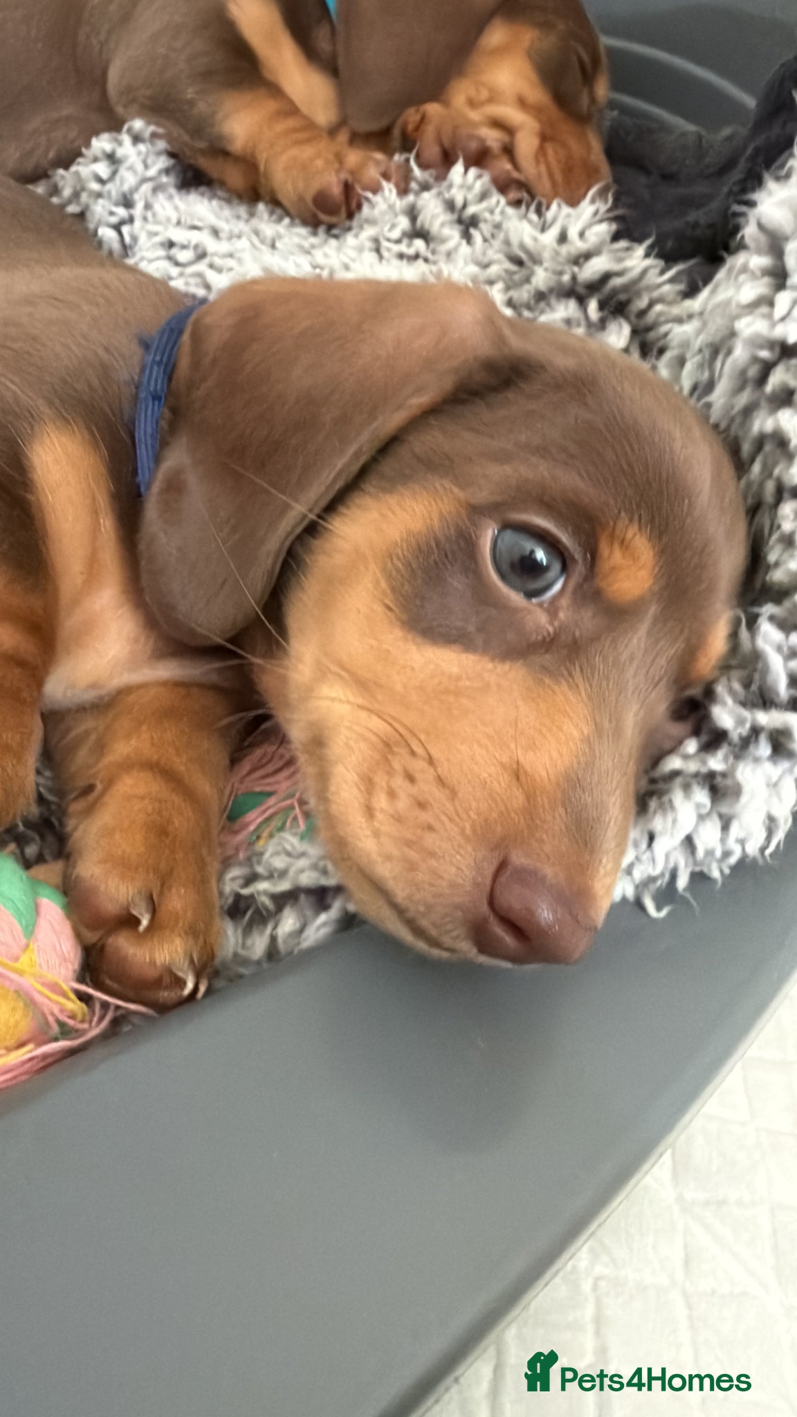 Dachshund dogs Last Miniature Dachshund male puppy ready to go  - Advert 4