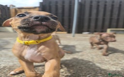 Mixed Breed dogs for sale: Staff cross pups - Image 6