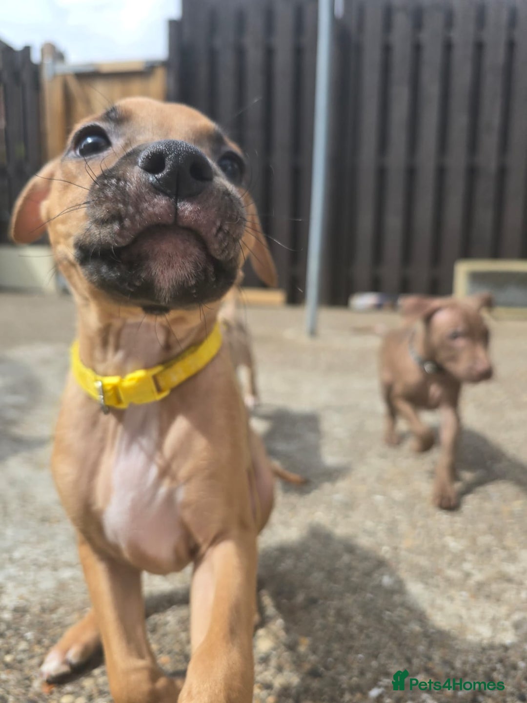 Mixed Breed dogs for sale: Staff cross pups - Image 6