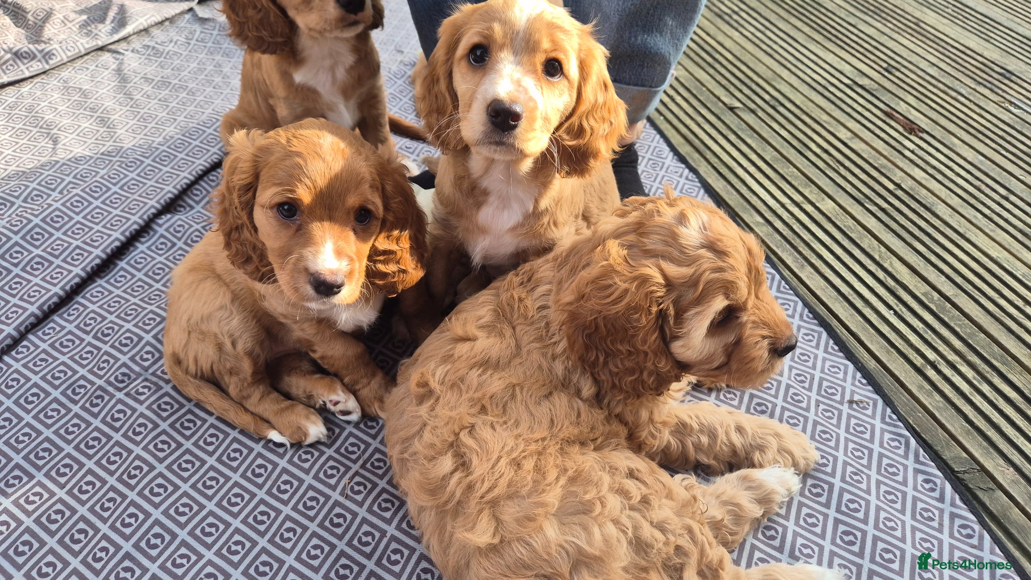 Mixed Breed dogs Cockapoo and Cavalier King Charles Spaniel mix - Advert 1