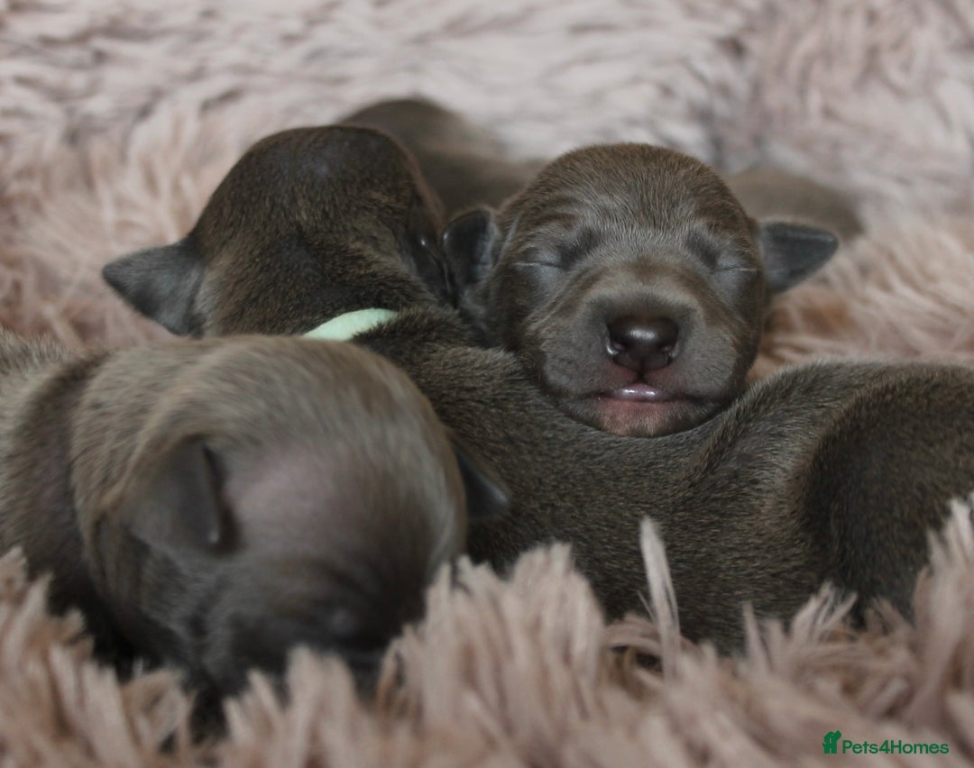 Italian Greyhound dogs for sale: KC Reg Italian Greyhound only 1 available - Advert 7