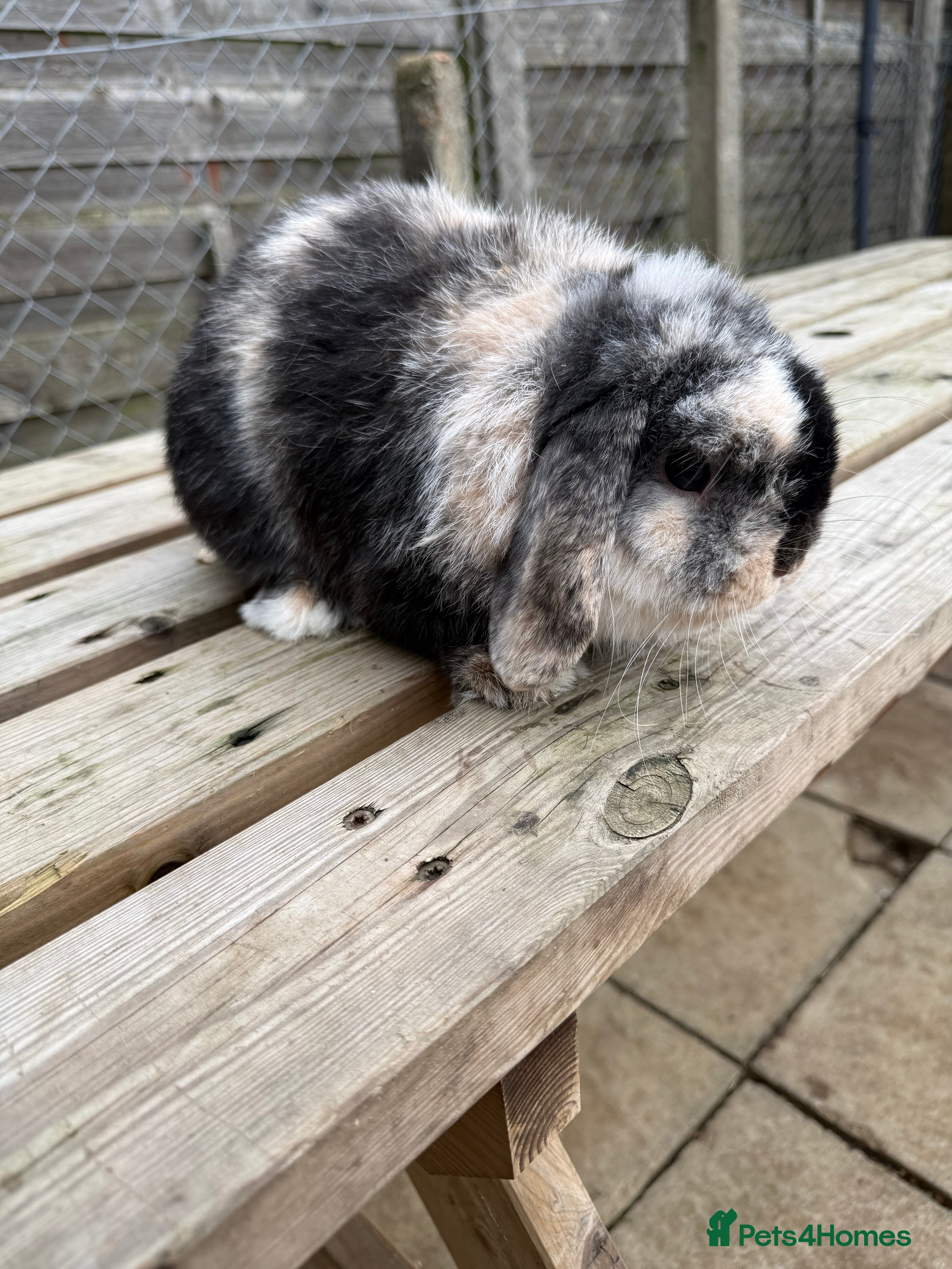 Mini Lop rabbits Gorgeous mini lop - Advert 2