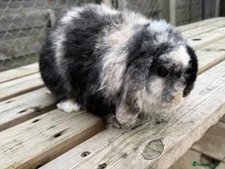 Mini Lop rabbits Gorgeous mini lop - Advert 13