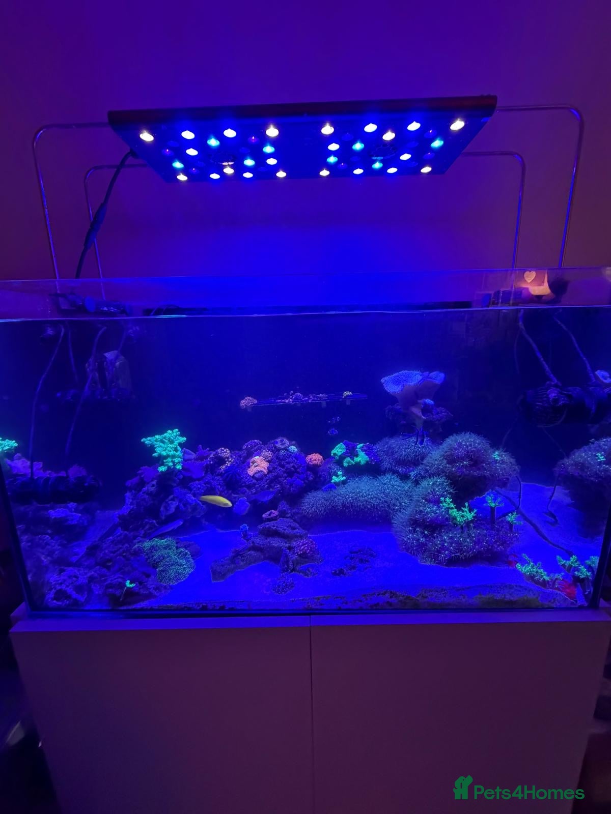 Other/Mixed Breed fish Full set up Marine fish tank - Advert 2