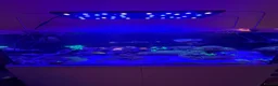 Other/Mixed Breed fish for sale: Full set up Marine fish tank - Advert 2
