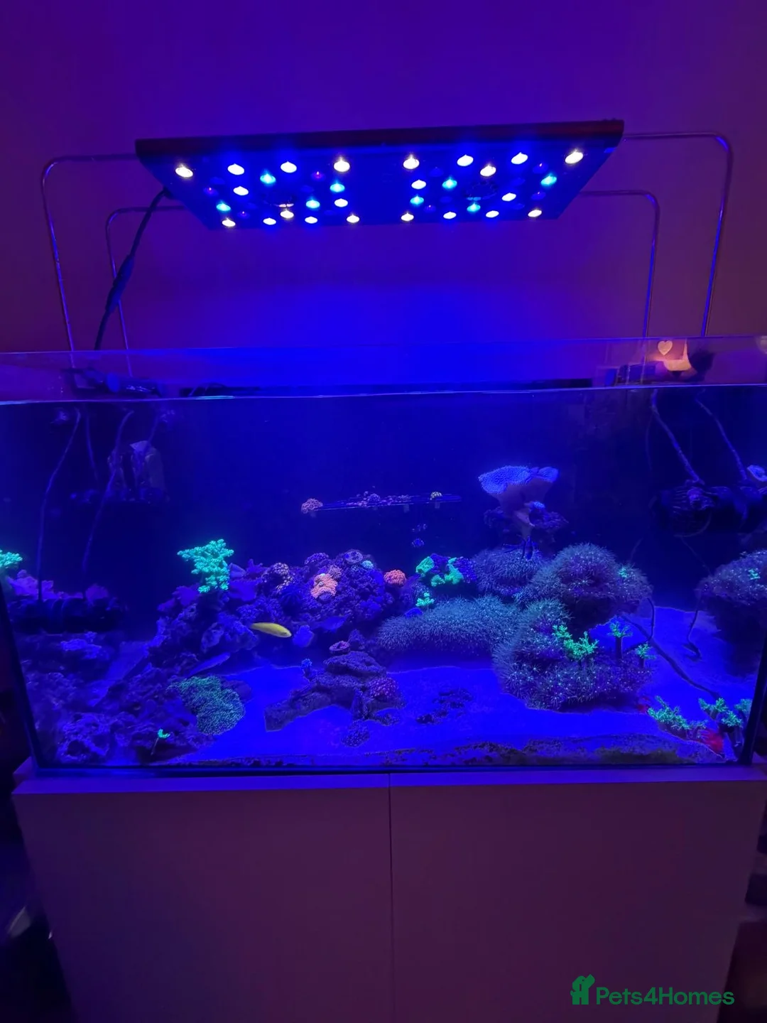 Other/Mixed Breed fish for sale: Full set up Marine fish tank - Advert 2