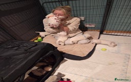 West Highland Terrier dogs for sale: Gorgeous pedigree westies, excellent bloodlines - Image 40