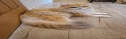 British Longhair cats for stud: BLH Golden Tipped NY12 Cheeky green 👀 stud - Advert 6