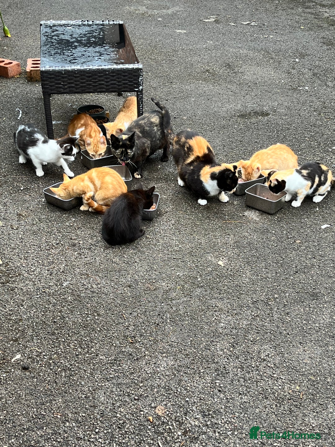 Mixed Breed cats for sale: Gorgeous farm/house kittens  - Image 8