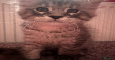 Maine Coon cats - Advert 16