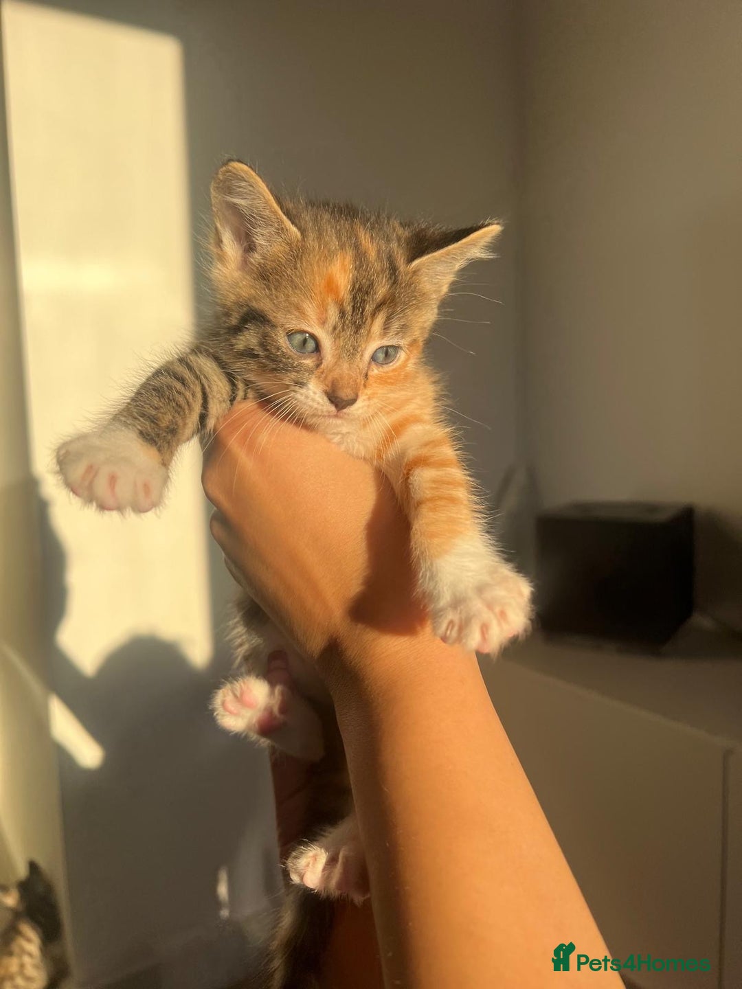 Bengal cats for sale: Beautiful Half Bengal Kittens - Advert 22