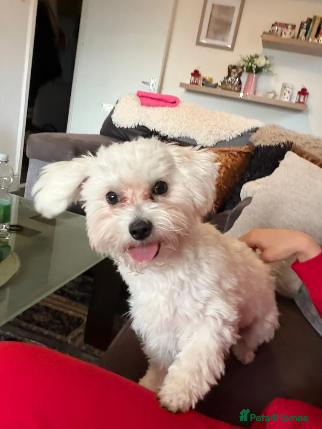 Bichon Frise dogs for sale: 8 months Bichon Frise in Skelmersdale - Advert 3