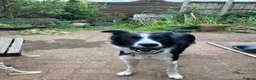 Border Collie dogs for sale: Female Border Collie 12 months  in Derby - Advert 5