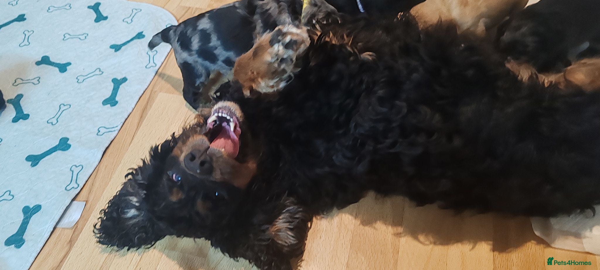 Cockapoo dogs Gorgeous cockapoo  - Advert 1