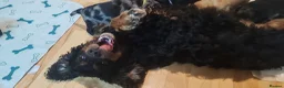 Cockapoo dogs for sale: Gorgeous cockapoo  - Advert 1